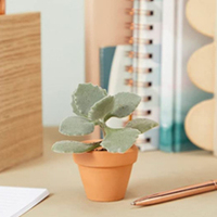 Mini Pot en terre cuite avec soucoupes, Pot de plante succulente, Pot de fleur en céramique pour jardin, décoration de la maison, vente en gros, 10 paquets