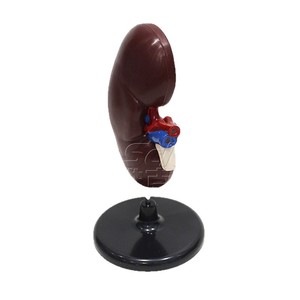 Modèle d'anatomie rénale, modèle de structure rénale humaine, aide pédagogique pour la démonstration en urologie - Product Image 5