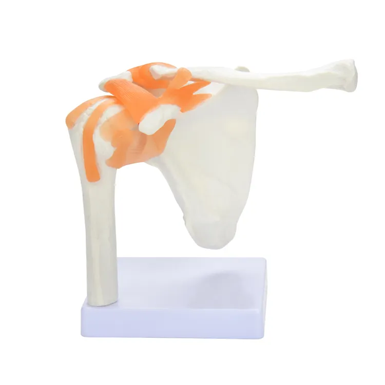 Shoulder Joint Model with ligament CE PVC anatomy model for school learning
