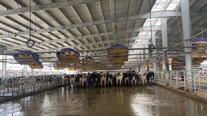 Ventilador Industrial para Establos <span class=keywords><strong>de</strong></span> Ganado, <span class=keywords><strong>Precio</strong></span> <span class=keywords><strong>de</strong></span> Fábrica, Ventilador Industrial para Granjas Agrícolas - Product Image 4