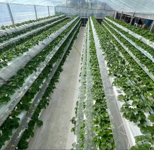 Trong đất dâu tây trồng trái cây hỗ trợ <span class=keywords><strong>Net</strong></span> soilless trồng Dâu Tây Chất Nền Trái cây hỗ trợ lưới - Product Image 2