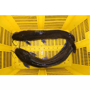 <span class=keywords><strong>Poisson</strong></span> congelé élevé en ferme, <span class=keywords><strong>poisson</strong></span>-chat - Product Image 2