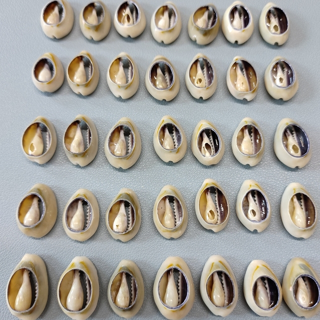 Wholesale Handmade Craft Yellow Cut Golden Cowrie Cowry Conch Snail Shell 2-2.5cm in Stock for Jewelry Decorations