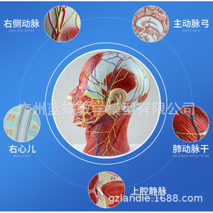 Modèle médical de la tête en section médio-sagittale avec vaisseaux sanguins et nerfs ; modèle facial ; modèle anatomique de la tête. - Product Image 5
