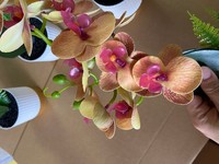 Orchidée Phalaenopsis artificielle de 40 cm, 12 fleurs, petit bonsaï artificiel pour la décoration de table ou de fenêtre en intérieur.