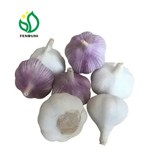 Fresh White Garlic 10kgs 5.5cm with pallet for export / ship by reefer container 1x40fcl