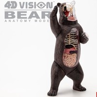 4D MASTER Kit de Montage Ossature Animale Anatomique d'Ours Noir et Brun avec Organes Internes, Modèle Pédagogique de Simulation, Cadeau STEM