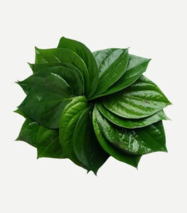 Feuilles de Bétel Entières Fraîches Naturelles Vertes pour la Cuisine Traditionnelle, les Herbes Aromatiques et l'Usage Quotidien Domestique - Product Image 4