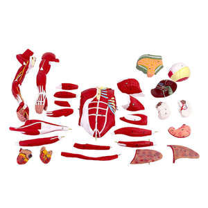 Modèle anatomique <span class=keywords><strong>musculaire</strong></span> <span class=keywords><strong>humain</strong></span> en PVC de 80 cm, 27 pièces, avec organes internes, pour l'enseignement des sciences médicales - Product Image 5