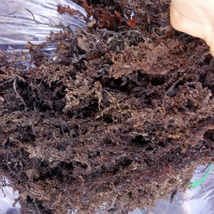 ถุงเก็บสาหร่ายสปินูลิเกรัมแห้งสำหรับบรรจุอาหารสัตว์ - Product Image 1