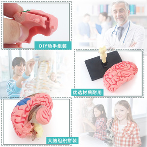 4D Brain <b>Model</b> Educational Anatomy <b>Kit</b> For Medical Science Learning And Teaching Use With Detailed Structure Display - Product Image 5