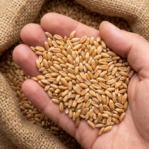 Grano de Trigo Sin OMG con Alto Contenido de Proteínas para Alimentación de Ganado y Consumo Humano, Grado Alimenticio Integral para Molienda, Proveedor Mayorista a Granel - Product Image 1