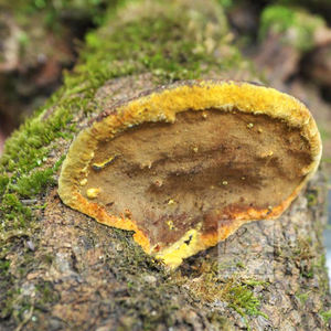 Polvere di Polisaccaridi di Alta Qualità da Fungo <span class=keywords><strong>Sang-hwang</strong></span> (Phellinus Linteus) e Fungo Igniarius (Phellinus Igniarius) - Product Image 4