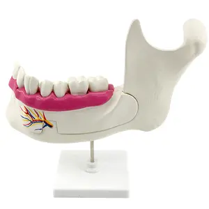 牙列与磨牙解剖模型塑料牙颌牙模初中生物教学科学仪器