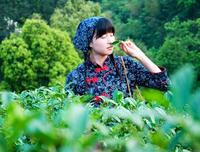 Thé Oolong Dong Ding Pur en Feuilles, Produit de la Province de Taïwan, Thé Oolong Dong-Ding en Vente