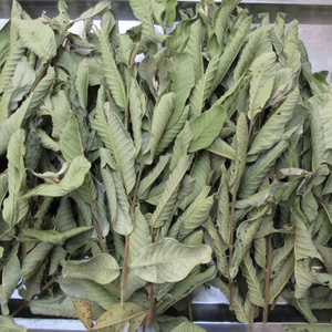 ชาใบฝรั่งออร์แกนิค 100% ชาสมุนไพรผสมอบไอน้ำ บรรจุถุง ชาใบฝรั่งออร์แกนิค - Product Image 1