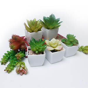 Fai da te artificiale Live <span class=keywords><strong>Mini</strong></span> Bonsai pianta <span class=keywords><strong>succulente</strong></span> piante <span class=keywords><strong>succulente</strong></span> artificiali con vasi assortimento <span class=keywords><strong>succulente</strong></span> artificiale <span class=keywords><strong>Mini</strong></span> - Product Image 5