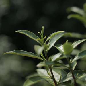 Té Verde Dong <span class=keywords><strong>Ting</strong></span> Biluochun de Primera Calidad, Té de Primavera, Nuevo, Envasado al Vacío, Bolsa de 1 kg, Caja, Hecho a Mano - Product Image 2