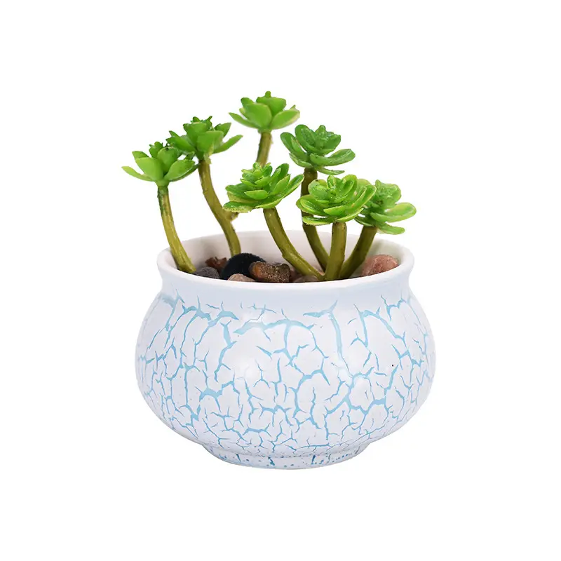 Indoor Succulent Green Plants Elegant Celadon Flower Pots