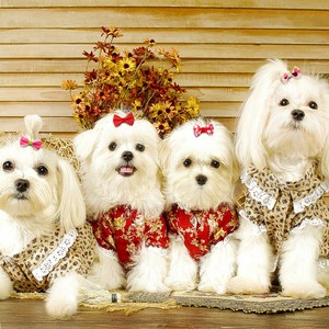 Moños para Perros de Poliéster con Diseño Floral Colorido, Accesorios de Peluquería para Mascotas de Halloween/Navidad, Estilo de Dibujos Animados, para Todas las Estaciones - Product Image 5