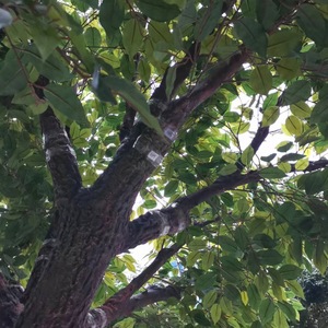 Cây Nhựa Giả Cây Ficus Trang Trí Cây Đa Nhân Tạo Lớn - Product Image 3