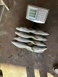 Ricciola Intera Congelata di Origine Cinese di Buona Qualità a Prezzo Conveniente - Product Image 2