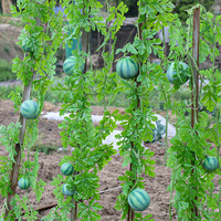 Kunstmatig watermeloenmodel Nep fruitplakjes Bellenbladeren Ranken Decoratieve accessoires Vroege onderwijsstudio's Thuis