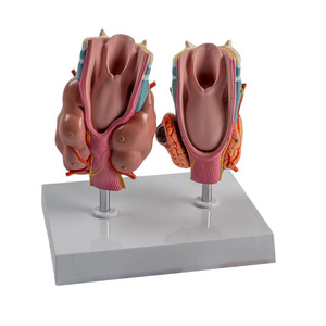 Modelo Patológico de Tiroides Humano, Hipertriatodermia, Hipotiatodermia, Sistema Endocrino, Herramienta de Enseñanza de Anatomía Médica - Product Image 4