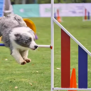 Aluminum <strong>Dog</strong> Agility <strong>Jump</strong> Training Hurdle Pet Jumping Obstacle Equipment <strong>Dog</strong> <strong>Jump</strong> - Product Image 3