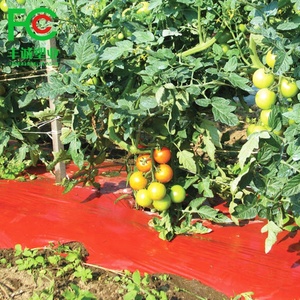 Rouleau de film de paillis rouge en plastique PE Papier de <span class=keywords><strong>paillage</strong></span> Feuilles de couverture de sol pour la culture des <span class=keywords><strong>tomates</strong></span> - Product Image 2