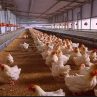 Chromes chélatés organiques à haute biodisponibilité améliorant l'efficacité alimentaire chez la volaille et les oiseaux de compagnie