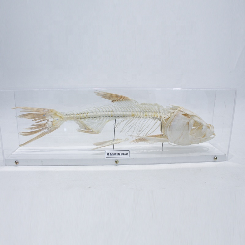 Animal Bone Transparent PVC Fish Bone