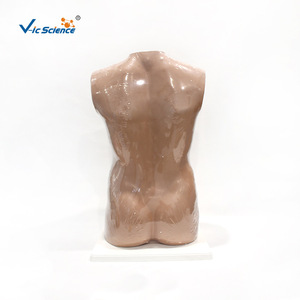Modèle de tête, de cou et de torse, 85 cm x 15 pièces, modèle de torse humain, modèle anatomique - Product Image 3