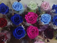 2026 Neues Design Großhandel Konservierte Rose in Glaskuppel für Valentinstag Erntedankfest Muttertag Geschenk Heimdekoration
