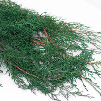Grosir dekorasi Natal bunga yang diawetkan daun koniferus bunga kering pinus dan Dekorasi Flor daun cypress