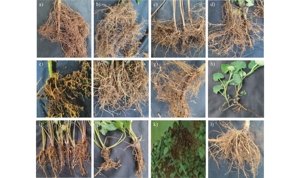 อะบาเมคติน 2% + ฟอสเทียเซต 13% กรดเนมาไทด์ สำหรับกำจัดไส้เดือนรากในพืชผักและไม้ผล - Product Image 3