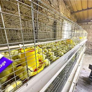 2000 kuşlar kapasiteli Modern tavuk çiftliği küçük bebek civciv tavuklar kafes h-tipi pil satılık Brooder tavuk kafesi - Product Image 3