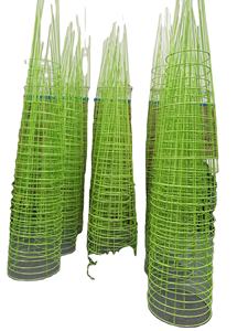 <span class=keywords><strong>Tomates</strong></span> Spirale <span class=keywords><strong>de</strong></span> Croissance Enjeux Végétaux - Product Image 4