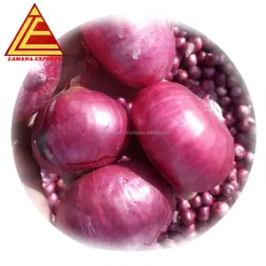 Fresh Onion- Size 25mm bis 45mm Onion Non-geschält Common Round Liliaceous Vegetables Year Round 100% Maturity von IN;41826 5.5 Cm