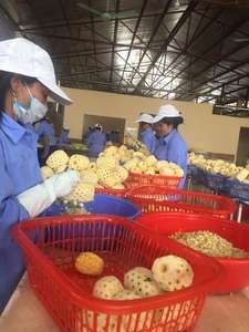 PRIX PAS CHER ANANAS EN CONSERVE DE HAUTE QUALITÉ DU VIET NAM-CANNED ANANANAS FRUITS/ANANAS DOUX SÉCHÉS/Shyn Tran - Product Image 6