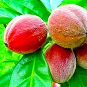 ODM/OEM fabrika toptan Blushwood Berry özü tozu 10:1 Blushwood Berry özü - Product Image 2