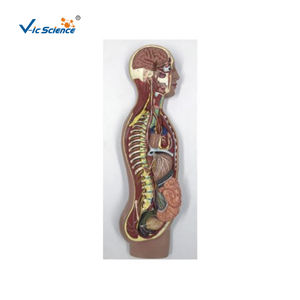 Modelo de Enseñanza de Anatomía del Nervio Autónico, Modelo de Simulación para la Enseñanza de Ciencias Médicas - Product Image 1