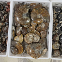 Vente en gros de spécimens fossiles d'ammonites à motif de chrysanthème naturel de Madagascar pour la décoration intérieure, la guérison Reiki et les cadeaux