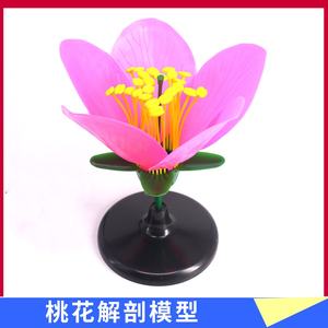 Modèle de pivoine, étamines et pétales, agrandis, modèle d'anatomie structurelle, outil pédagogique pour les manuels de biologie - Product Image 4