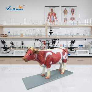 पशु मांसपेशी मॉडल बोवाइन एनाटॉमी मॉडल शारीरिक शिक्षा - Product Image 5
