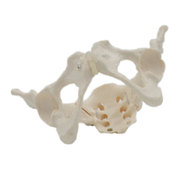 DARHMMY modelo de pelvis femenina de tamaño natural modelo anatómico de esqueleto humano para ciencia médica