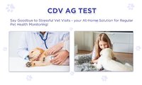 Cassette de test rapide d'anticorps de Brucella canine haute sensibilité pour la brucellose canine, bandelette de test pour cliniques vétérinaires, vente en gros