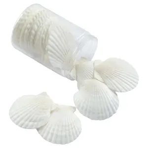 6-8 cm White Natural Scallop Shells DIY Craft Home Decoration Sea Shells from Sea Beach Baking Pot