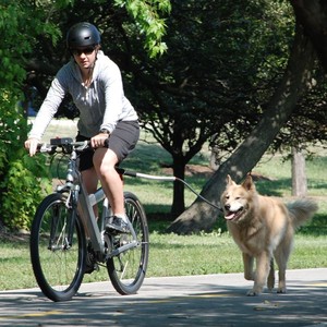 Correa elástica de nylon ajustable para perros, para ciclismo con perro. - Product Image 2