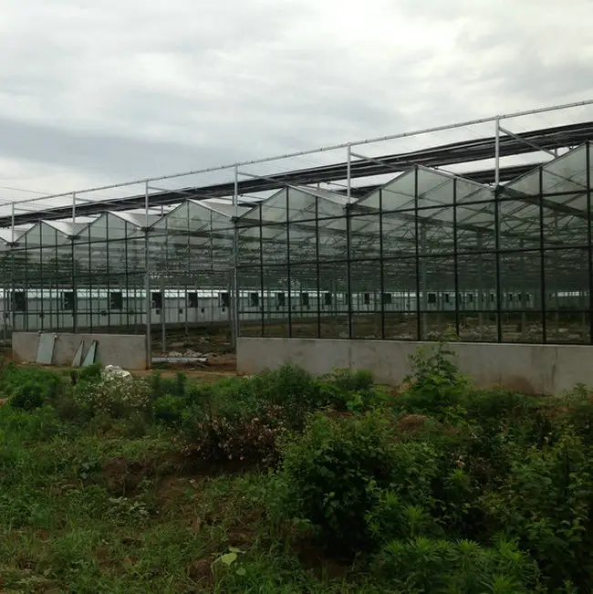 2022 מכירה לוהטת זכוכית רב תוחלת חקלאות ירוק בית עבור עגבניות עם הידרופוני מערכת